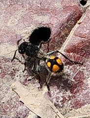 Traumatomutilla inermis