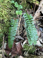 Asplenium tenerum