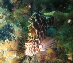 Cirrhitichthys aprinus