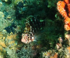 Cirrhitichthys aprinus