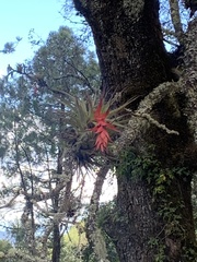 Tillandsia violacea