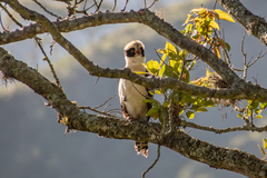 Laughing Falcon photo 4