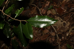 Casearia multinervosa