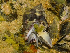 Stramonita brasiliensis