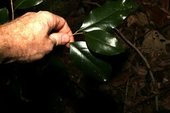 Casearia multinervosa