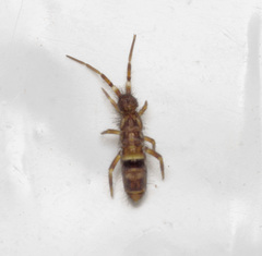 Orchesella cincta