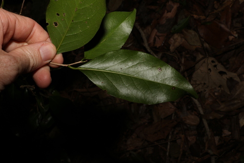 Image of Casearia (Casearia multinervosa) by (c) Greg Tasney, some rights reserved (CC BY-SA)