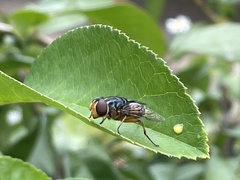 Austalis copiosa