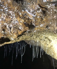 Arachnocampa