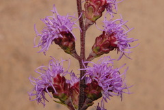 Liatris ligulistylis