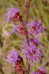 Liatris ligulistylis