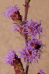 Liatris ligulistylis
