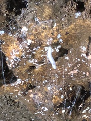 Arachnocampa