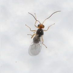 Cynipidae