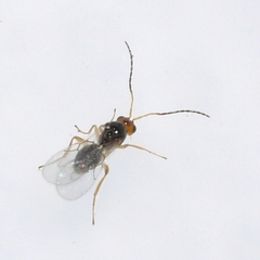 Cynipidae