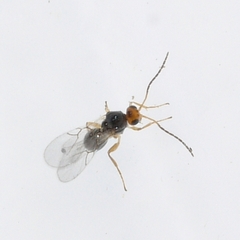 Cynipidae