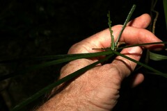 Atractocarpus chartaceus