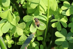 Eristalis similis