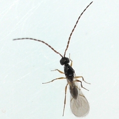 Eucoilinae