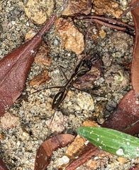 Odontomachus chelifer