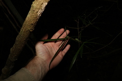 Atractocarpus chartaceus