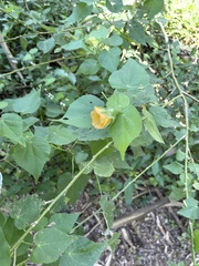 Abutilon hypoleucum