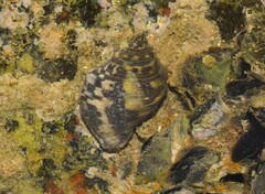 Stramonita brasiliensis