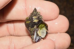 Stramonita brasiliensis