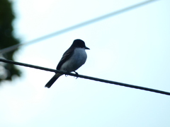 Tyrannus caudifasciatus