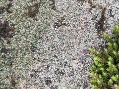 Rinodina