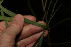Atractocarpus chartaceus