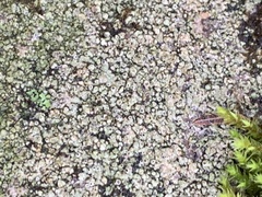 Rinodina