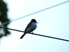 Tyrannus caudifasciatus