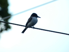 Tyrannus caudifasciatus