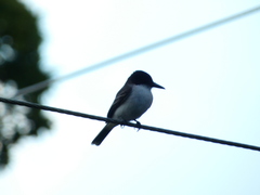 Tyrannus caudifasciatus