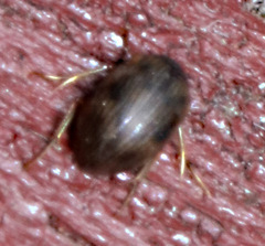 Berosus