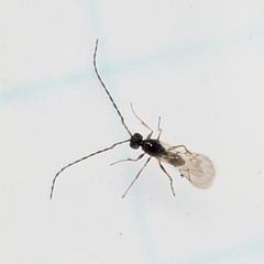 Cynipoidea