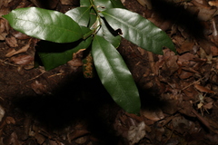 Cryptocarya sclerophylla