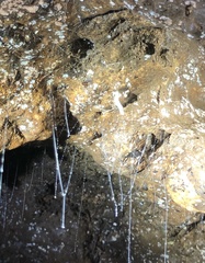 Arachnocampa