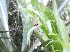 Trichonephila clavipes