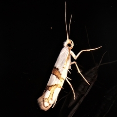 Argyresthia oreasella