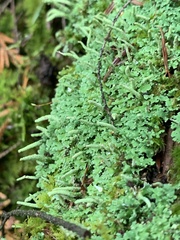 Cladonia coniocraea