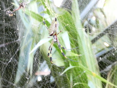 Trichonephila clavipes