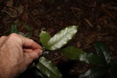 Cryptocarya sclerophylla