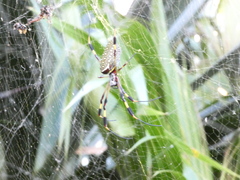 Trichonephila clavipes