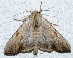 Apamea lithoxylaea