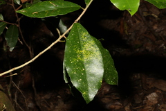 Croton acronychioides