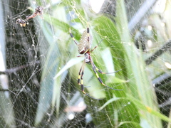 Trichonephila clavipes