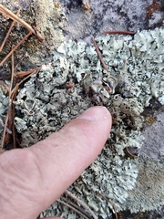 Rhizoplaca chrysoleuca