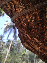 Cnemaspis littoralis